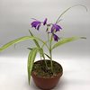 Bletilla striata 'Gotemba Stripes'.